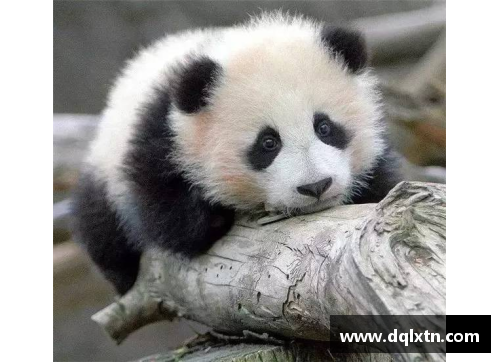 熊猫体育美因茨惨遭逆转，客场1-2不敌浦项制造出人意料的结果 - 副本