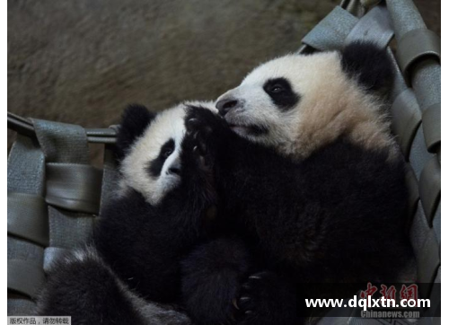 熊猫体育美网女单32强出炉，中国3人晋级，美国7人成最大赢家 - 副本